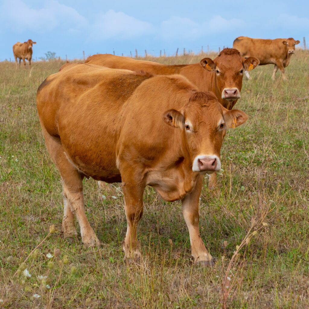 limousin cows standing in a row on a green field in france